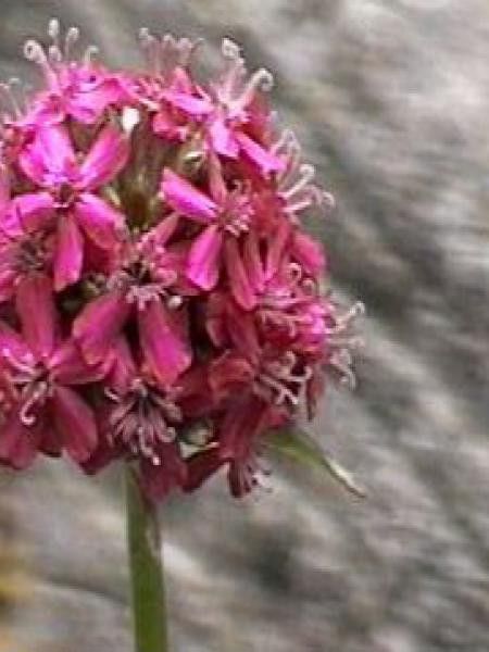 Lychnis viscaria 'Splendens'