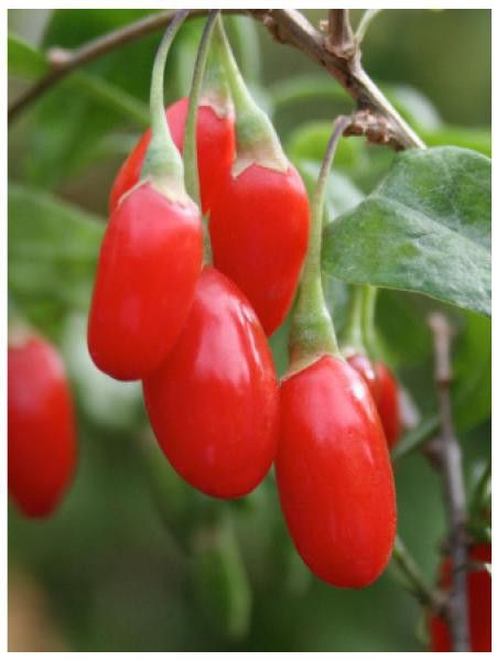 Lyciet commun, Baies de goji 'Instant Success'