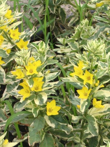 Lysimachia thyrsiflora 'Variegata'