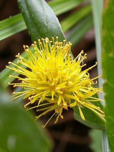 Lysimaque à fleurs en épis