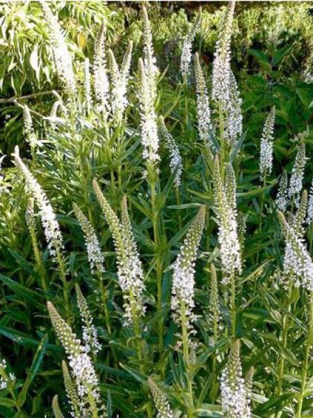 Lysimaque éphémère