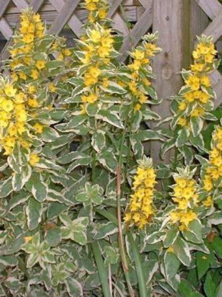 Lysimaque ponctuée 'Alexander'