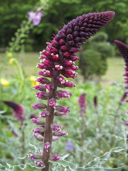 Lysimaque pourpre 'Beaujolais'