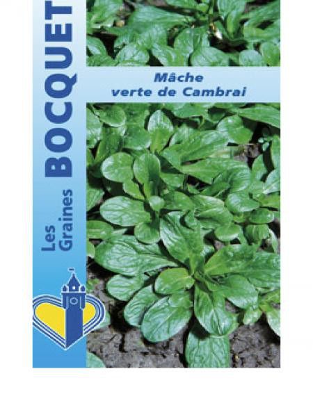 Mâche 'Verte De Cambrai'