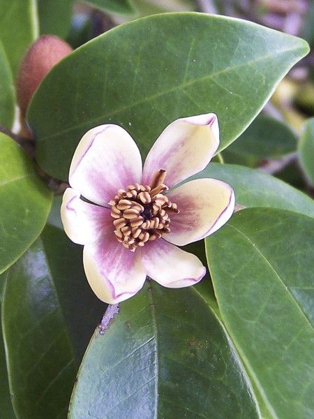 Magnolia banane