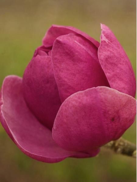 Magnolia 'Beugnon'
