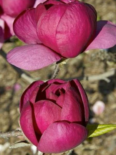 Magnolia 'Black Tulip'