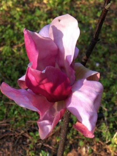 Magnolia 'Daybreak'