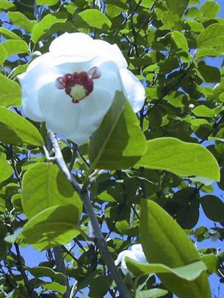Magnolia de Siebold