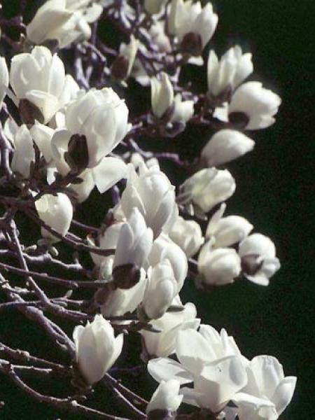 Magnolia dénudé