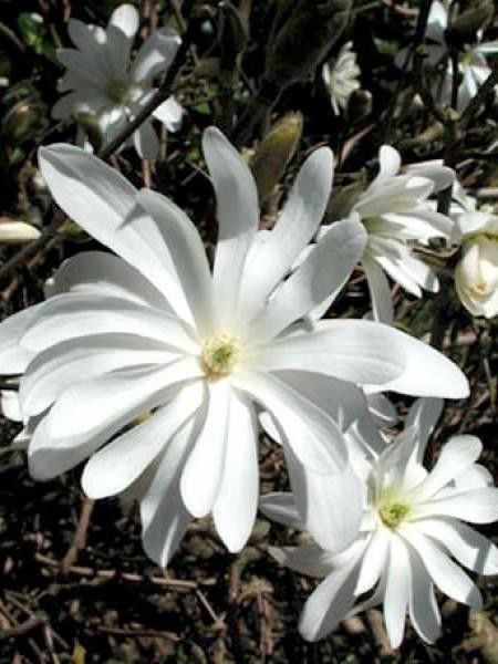Magnolia étoilé