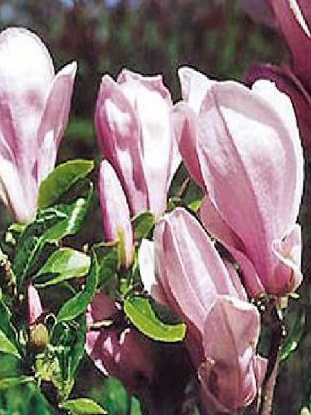 Magnolia  'George Henry Kern'