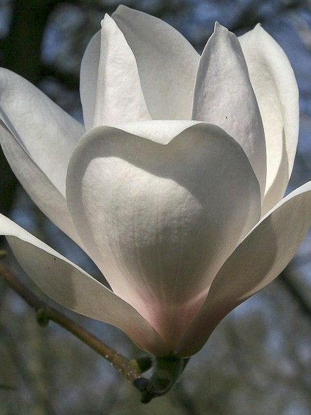 Magnolia 'Manchu Fan'