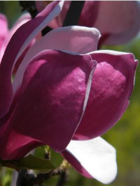 Magnolia 'March Till Frost'