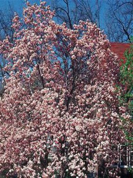 Magnolia  'Satisfaction'