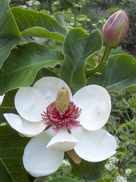 Magnolia wiesneri