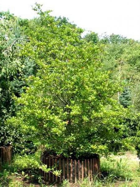 Magnolia x loebneri 'Leonard Messel'