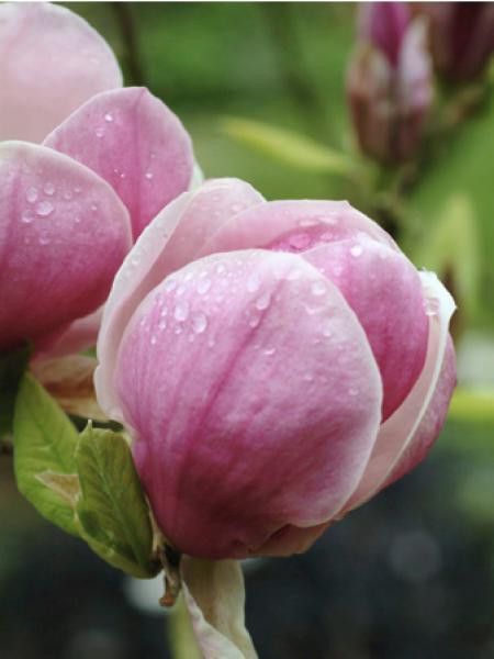 Magnolia x soulangiana 'Alexandrina'