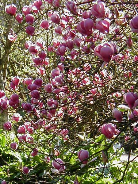Magnolia x soulangiana 'Lennei'