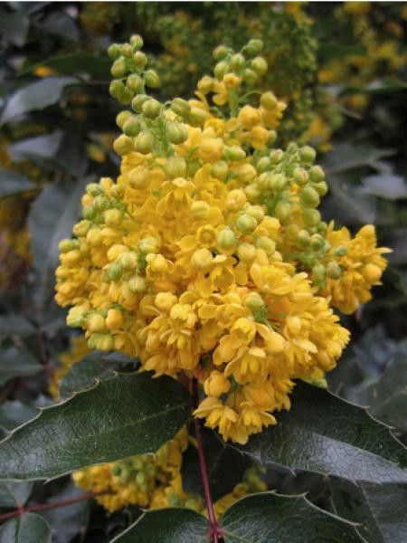 Mahonia à feuilles de houx