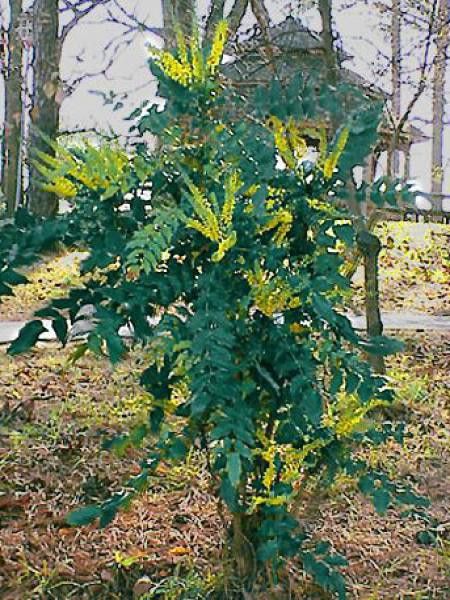Mahonia bealei