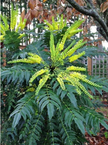 Mahonia media 'Charity'