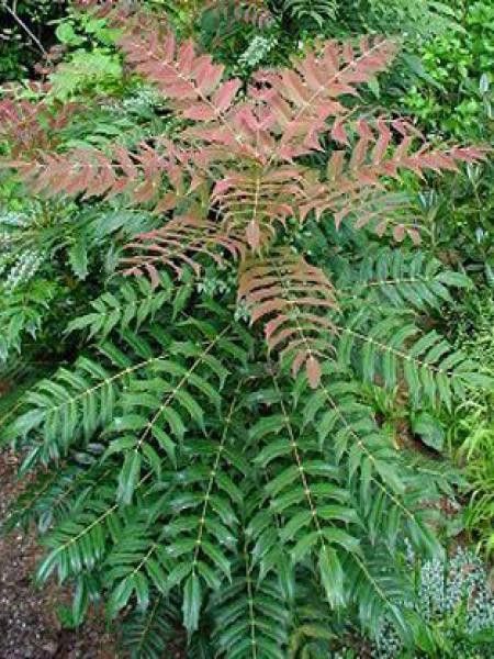 Mahonia Media 'Winter Sun' - Arbuste Persistant à Floraison Hivernale Jaune, Hauteur 250 Cm, Baies Bleues Décoratives - 4