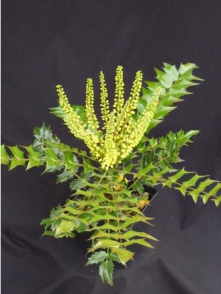 Mahonie à feuilles de houx 'Winter Gold'