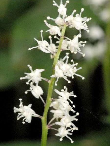 Maïanthème, Petit muguet, Fleur de mai