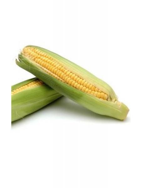 Maïs doux sucré 'Golden Bantam'