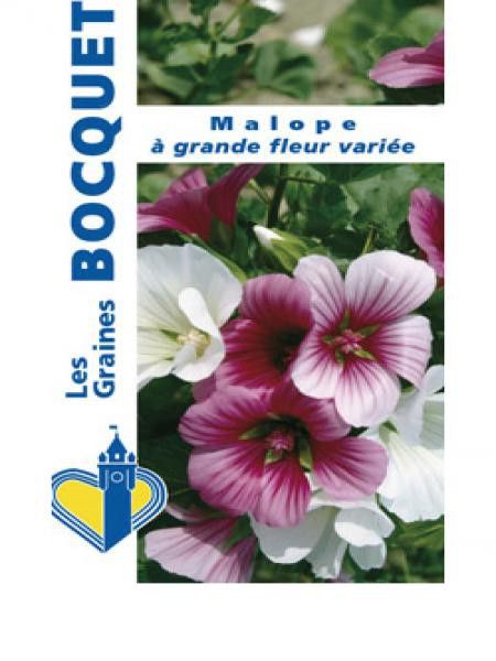 Malope à grande fleur variée