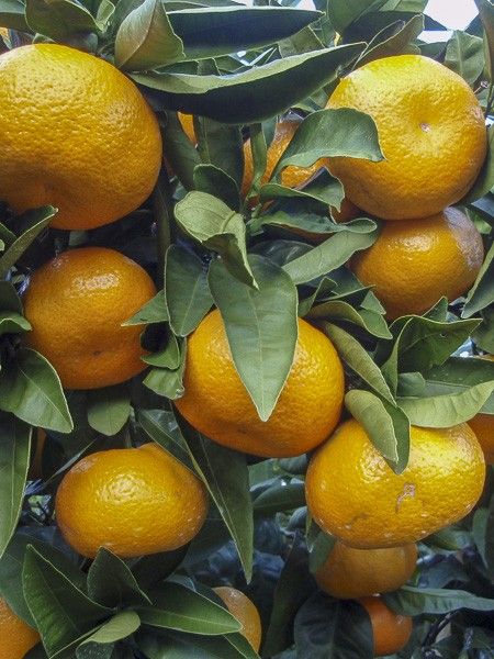 Mandarinier 'Satsuma'