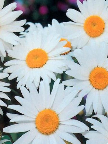 Marguerite 'Alaska'