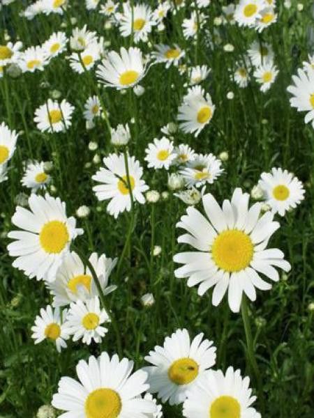Marguerite commune
