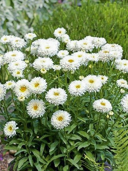 Marguerite 'Engelina'