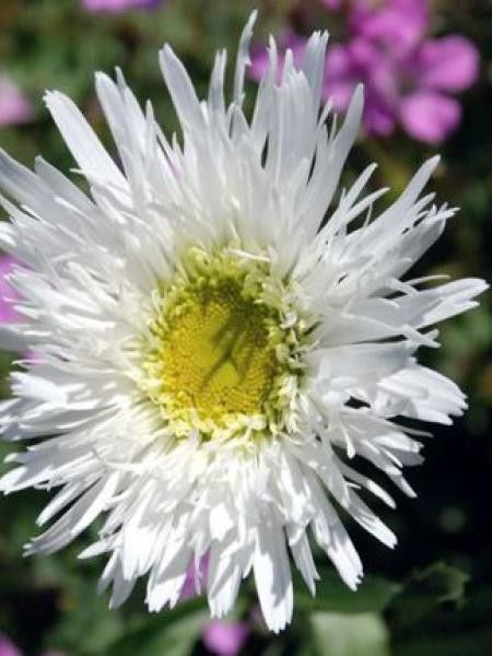 Marguerite 'Esther Read'