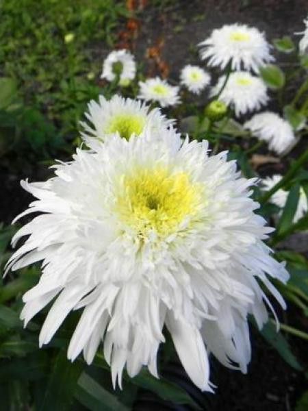Marguerite 'Fiona Coghill'