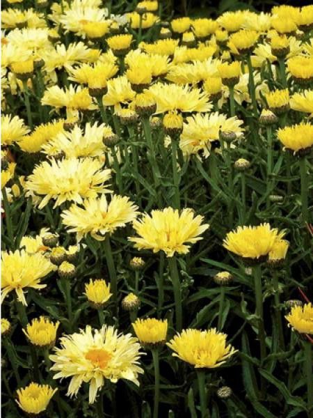 Marguerite 'Goldfinch'