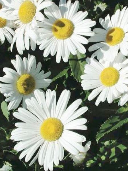 Marguerite japonaise