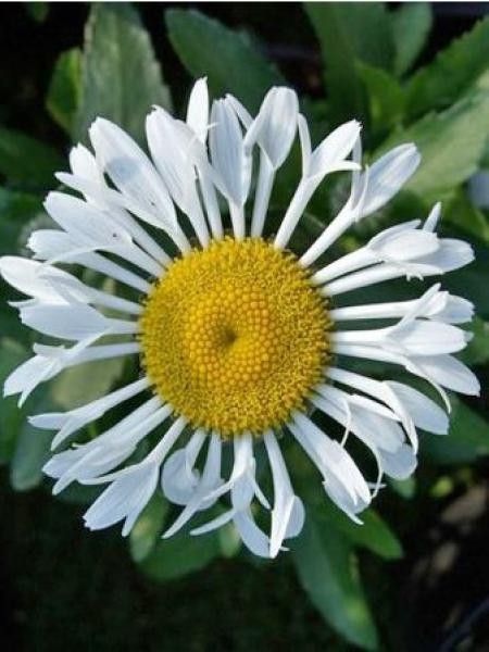 Marguerite 'Lacrosse'