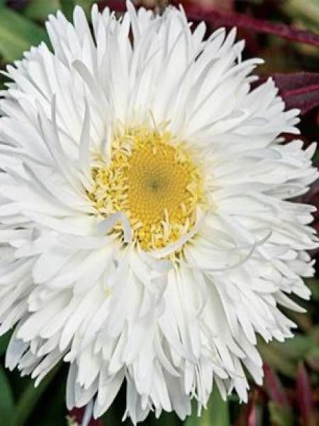 Marguerite 'Laspider'