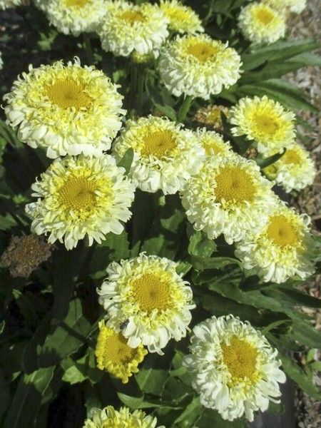 Marguerite 'Luna'