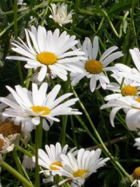 Marguerite 'Maikönigin'
