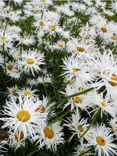 Marguerite 'Shapcott Gossamer'