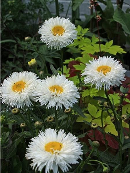 Marguerite 'Shapcott Summer Clouds'