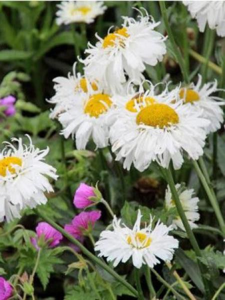 Marguerite 'Spikey White'