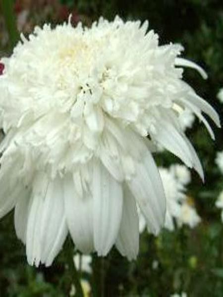 Marguerite 'Stina'