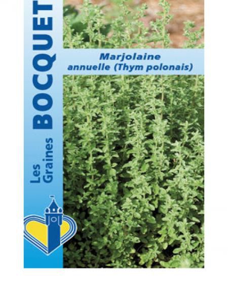 Marjolaine annuelle (thym polonais)