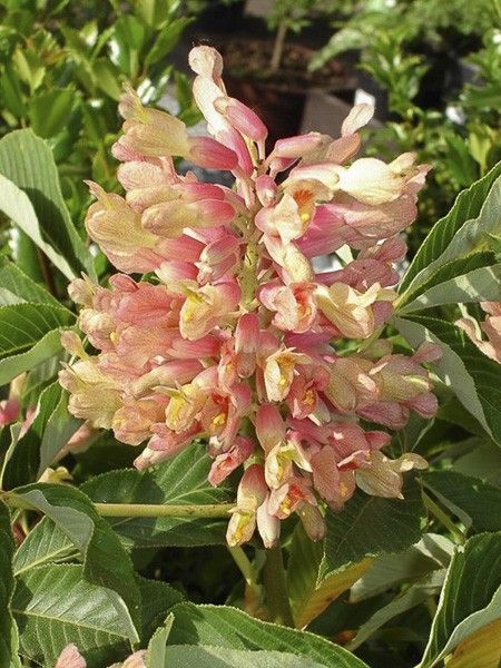 Marronnier 'Koehnei'