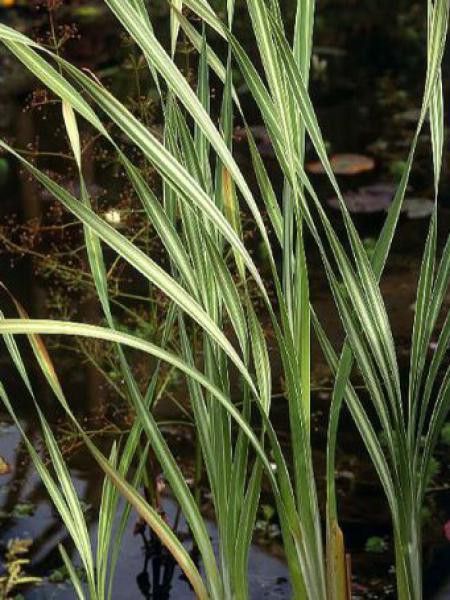 Massette 'Variegata'